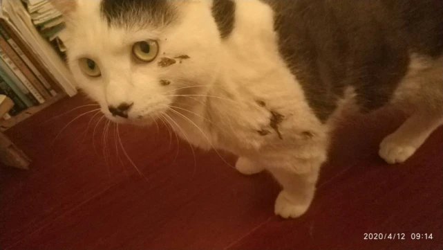 铲屎官一定要记住，千万别让猫得罪这种鸟，因为……
