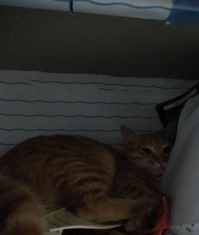 恶势力霸道猫咪的日常：居高临下俯视你，书桌柜子都是它的地盘！