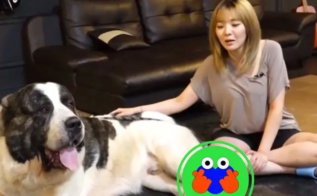 女子养了一只身高2米，体重240斤的巨型犬，比男朋友都有安全感！