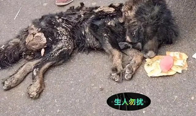 饿了一个月的藏獒被主人30块钱卖给了狗贩子，狗贩子还说亏大了