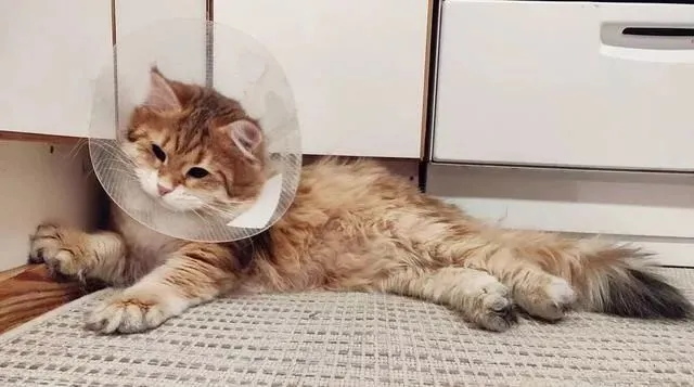 好好的布偶猫，怎么养着养着脖子秃了？