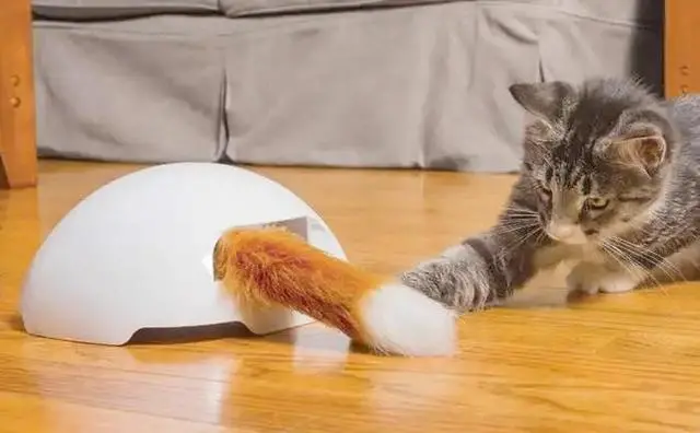 “棍棒底下出孝猫”？铲屎官的打猫，只会让猫咪怨恨