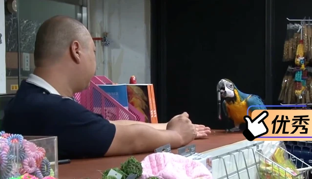 鹦鹉智商太高成了店里的招牌，为主人招揽的许多生意，堪比招财猫