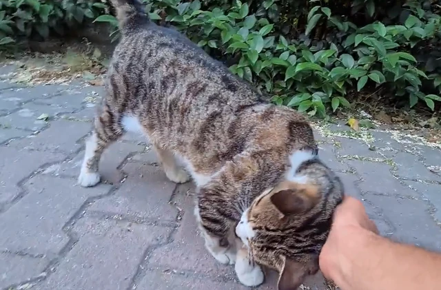 男子连撩两只流浪猫，没想到引起了白猫的嫉妒，这下完了！