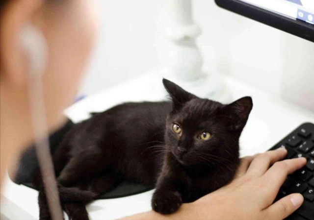 告诉你一个秘密：养猫，最好养“黑猫”！