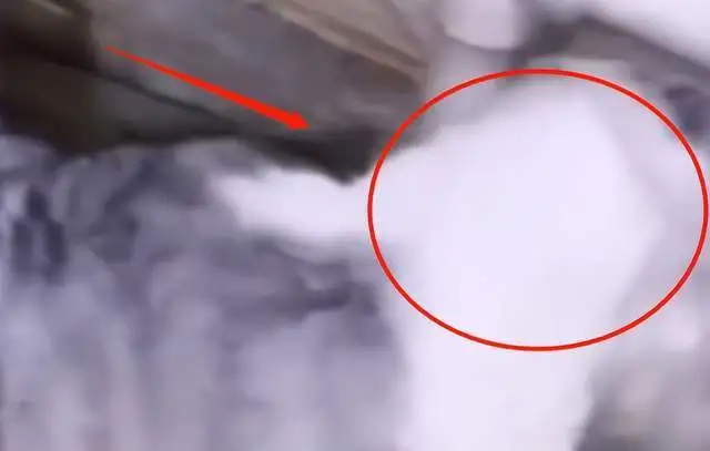 网红小狗疑似被主人虐待！为拍视频用针扎狗，回应称清者自清