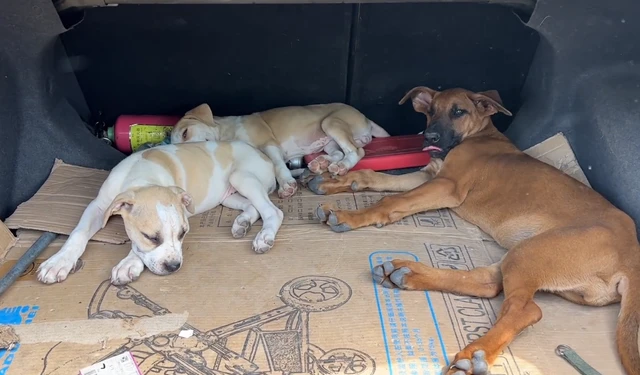 男子在市场看到两只毛色奇怪的比特犬，天气这么热还在等待有缘人