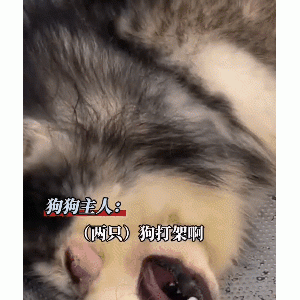 爱哭鬼？阿拉斯加打输哭得像个孩子，哭声像极了防空警报，迅速走红网络！