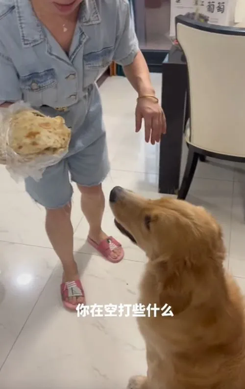 金毛偷吃麦饼被妈妈打，却没有一巴掌落在狗身上：这是打空气呢？