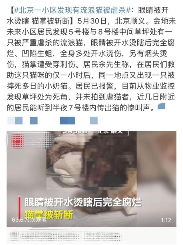 百万粉丝宠物博主为流量用针扎狗，除了谴责，难道拿他没办法了吗