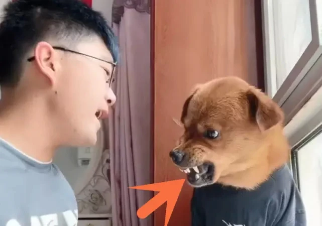 网红狗小胖被主人针扎虐待，舌头发黑，下排牙疑似被拔光