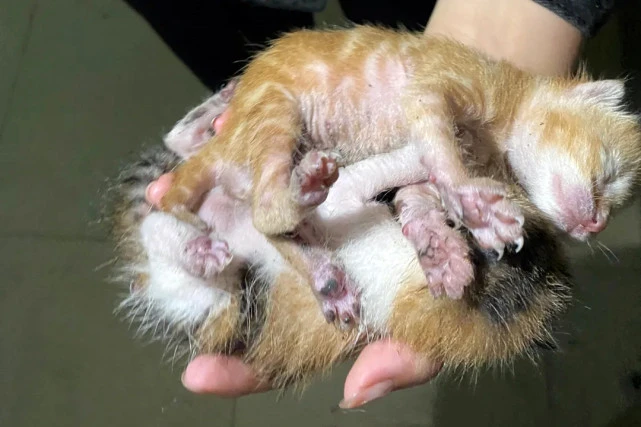 雨中和人类求助的流浪猫，身下还护着一只小猫，猫：救救我的孩子