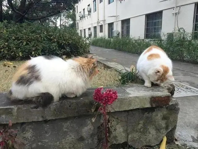 猫咪就得一辈子关在家里？别闹了，为猫咪考虑下吧