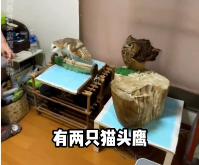 小哥家里养了175只动物，堪比动物园！最贵的一只竟要10w？