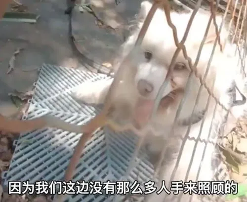 瘫痪的萨摩耶被扔在基地外，眼神盯着某个方向：别丢下我呀