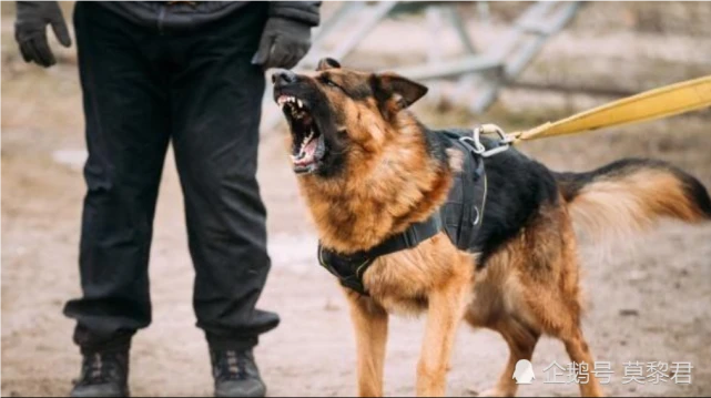 狗的哪个部位最脆弱，遇到恶犬扑来，该打它哪里？