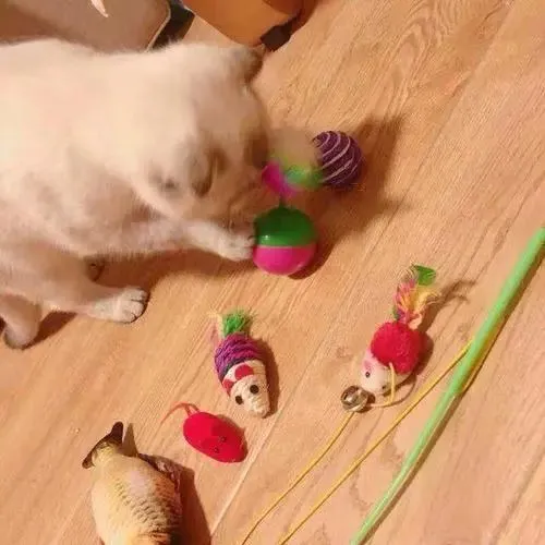 猫咪最喜欢的颜色可能是什么？会有最讨厌的颜色吗？