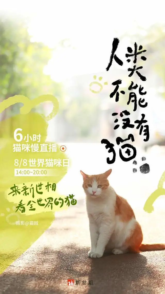 今天下午2点，我们要直播全世界的猫