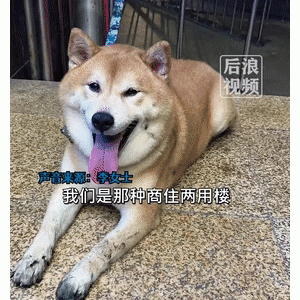 在洪水袭来时，她只做了一件事：找个容器保护好爱犬……