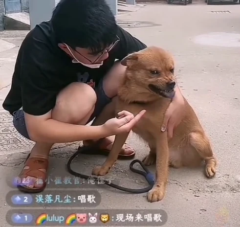 网红狗小胖现身！下牙齐全状态健康，当事人放话出200W者带走它