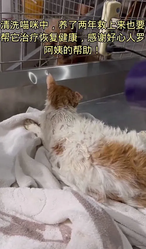 小伙爬入7米深的油管，营救掉落的猫咪：是真的很爱猫呀