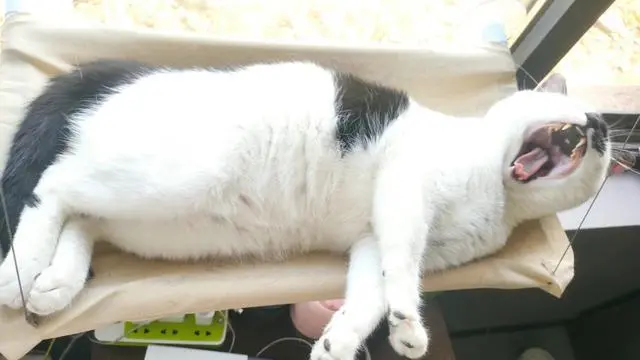 “独居家庭超1.25亿，养猫成新选择”：为何越来越多人养猫？
