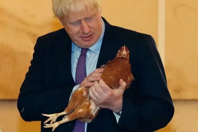 英国热潮，轮到鸡了