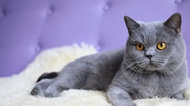 猫咪被绝育后，真的会记仇铲屎官吗？