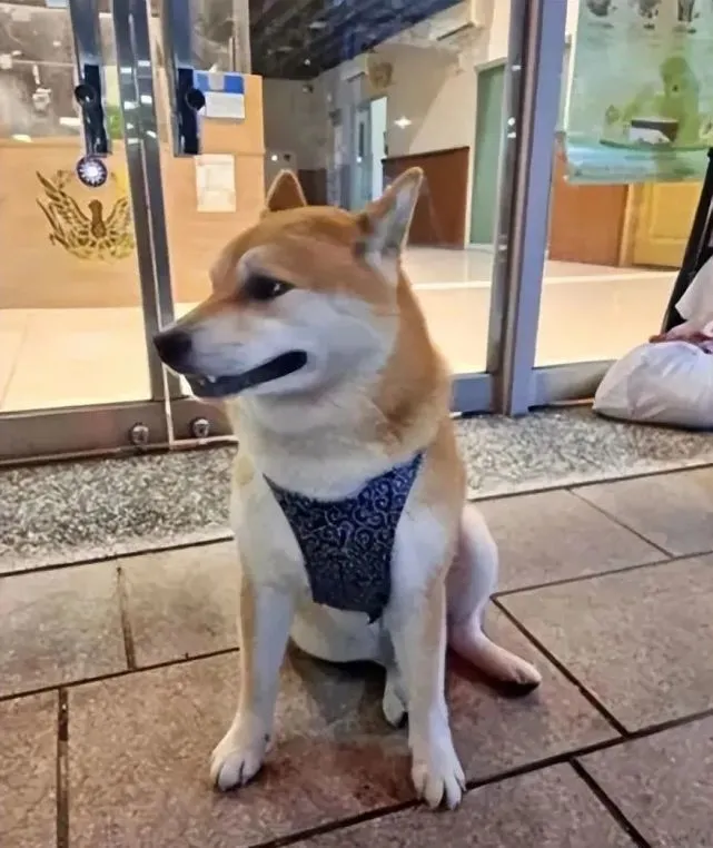 柴犬跳上美女的车不肯下来，最后只好载到警察局：上新闻了