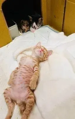 小橘猫吃饱就躺平入睡，人形睡姿让网友融化：想帮它盖被