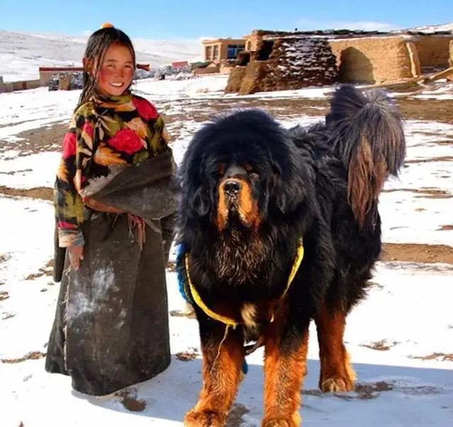 鬼獒vs巨型比特犬，当这两种猛犬相遇，谁才是真正的老虎克星呢？