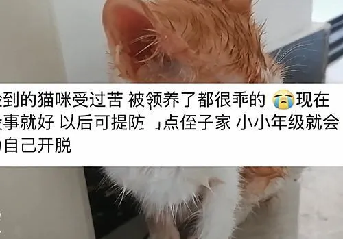 侄子将风油精滴到猫咪眼睛里，小猫被熏得眼泪直流，让人看着心疼