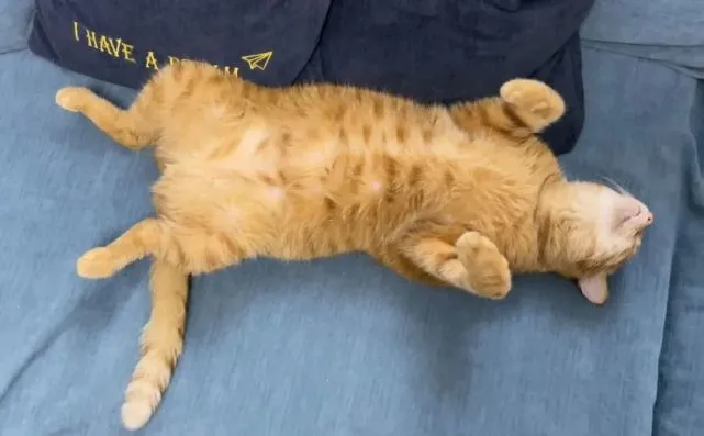 我，橘猫，今天去医院医生当着我的面说我胖