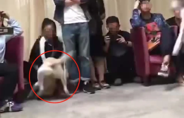 训犬校长回应：正向训练会使狗精神紊乱，虐打才有效！我呸……