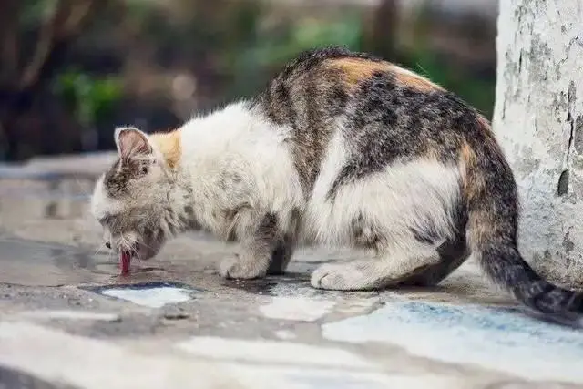 想要收养“流浪猫”？先弄清楚“流浪猫和野猫”的区别再说