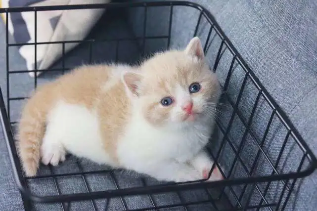 新手养猫首选品种及价格攻略！这些猫好养且不贵，入手不亏！