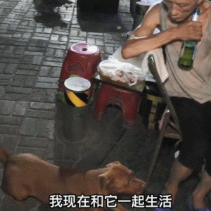 老人凌晨1点摆摊，狗狗每天陪着直到天亮：是家人一般的存在