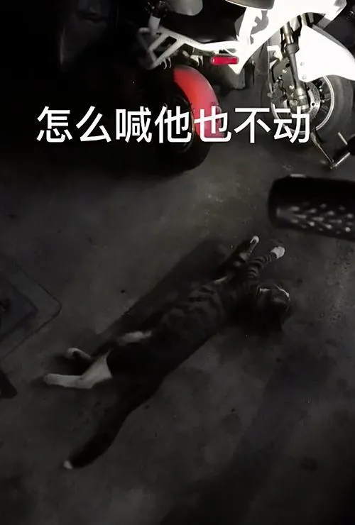 男子去车库停车时，1只流浪猫挡在了车位前：看来我要加班了呀