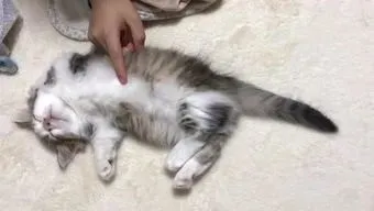 你知道猫咪四仰八叉仰着睡觉代表什么？