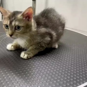 又有猫被法拍了！13只猫因主人欠钱不还被拍卖，新主人会给猫咪好生活吗？
