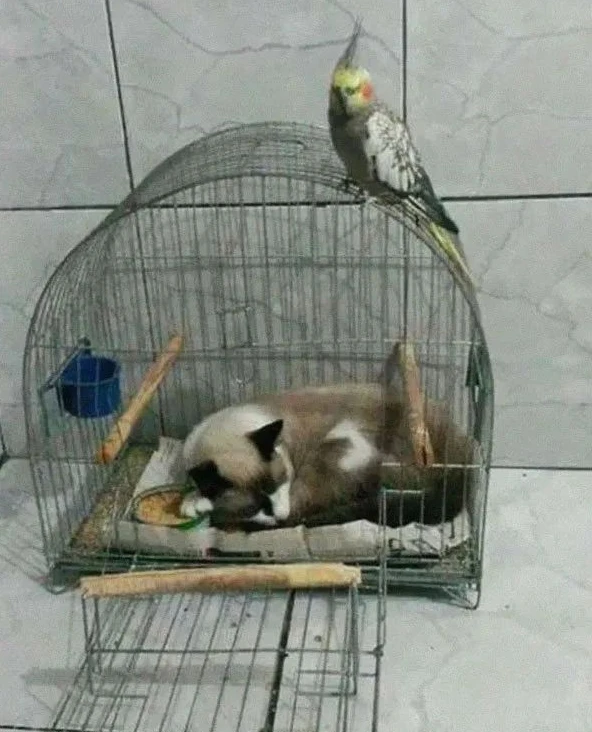 看到我家猫的睡姿，我真诚怀疑它在少林寺练过！