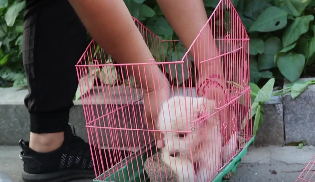 小奶狗被困车内垂死挣扎！危险关头小伙砸窗救狗，导致手腕鲜血直流