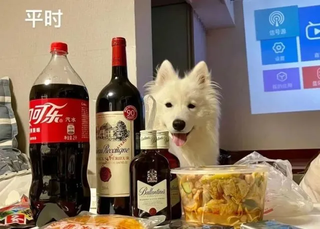 一位网友说，他家狗熬夜和不熬夜，变化很大…