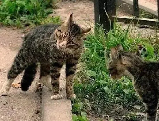 你们知道小猫咪是怎么在猫咪中称霸的吗？