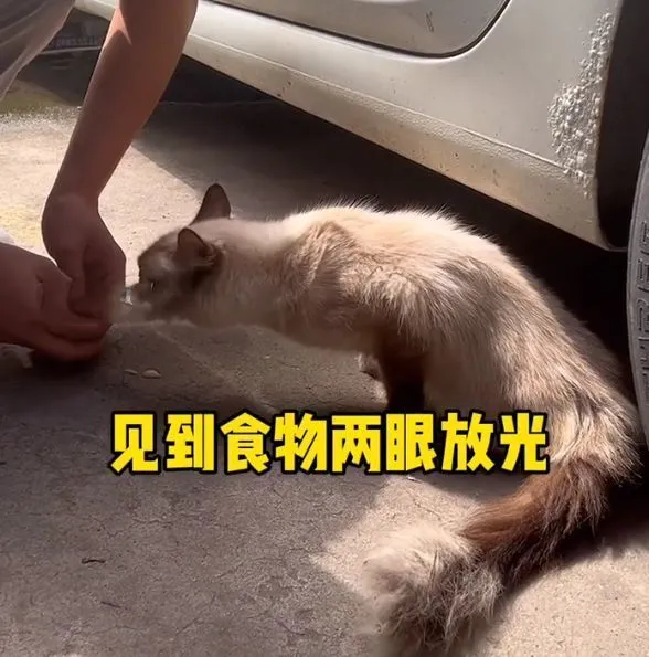 流浪布偶猫见人就蹭，见到食物后两眼放光：也曾是谁家的小可爱啊