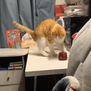 橘猫手欠推搡主人的昂贵面霜，女子大声呵斥也没用：猫生差点终结