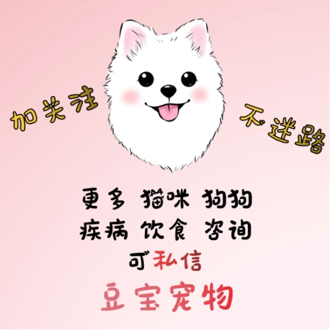 【豆宝小课堂】养猫的小哥哥的性格特点
