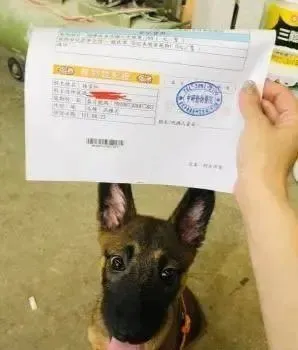 狗狗跑进工厂自己求收养，吃一口饭赖着不走，结局超暖心！