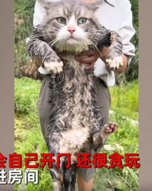 女子出门6小时偶遇“流浪猫”，看清猫咪后语塞：怎么会是你呀？