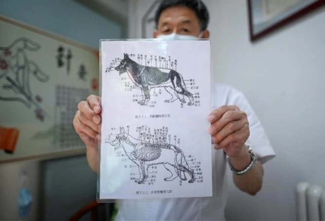 外媒：宠物针灸治疗在中国方兴未艾，被认为副作用更小